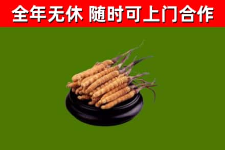 平谷区回收散虫草